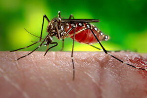 Nyamuk Mutan untuk Perangi Malaria