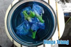 Bunga Telang
