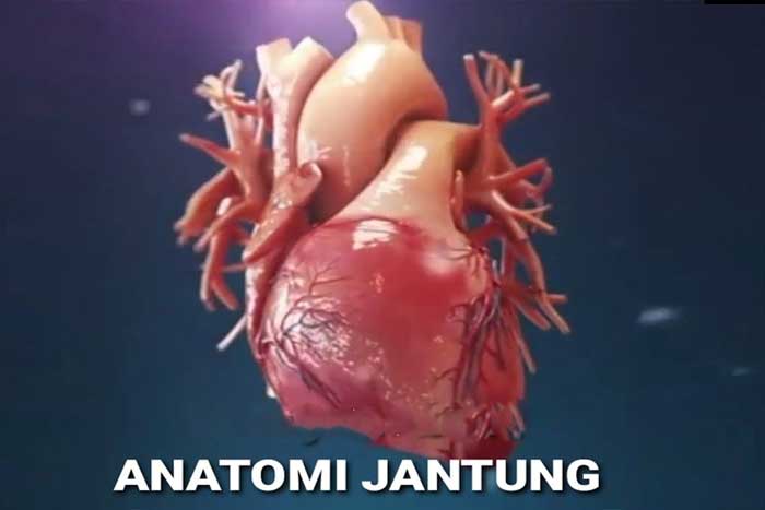Mengenal Anatomi Jantung