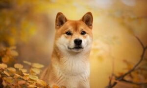 Shiba Inu