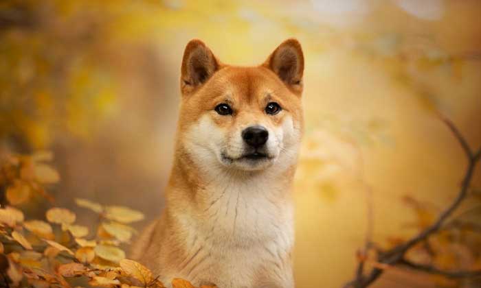 Shiba Inu
