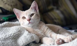 Manfaat Memelihara Kucing