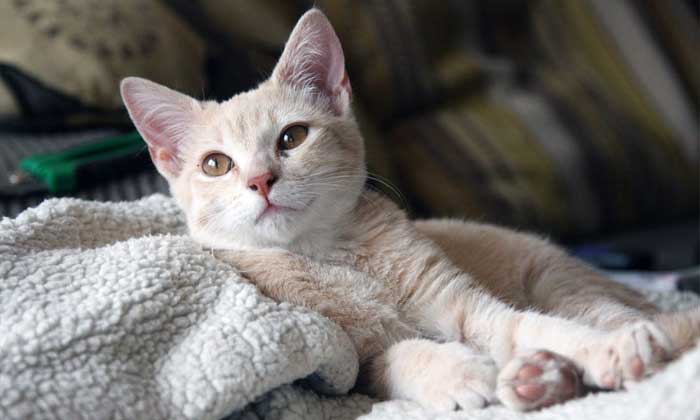 Manfaat Memelihara Kucing