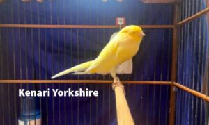 Kenari Yorkshire