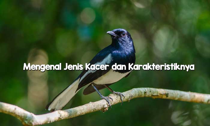 Mengenal Jenis Kacer dan Berbagai Karakteristiknya
